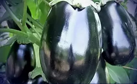 تصویر 3 از راهنمای خرید بادمجان دلمه ای بزرگ + قیمت عالی